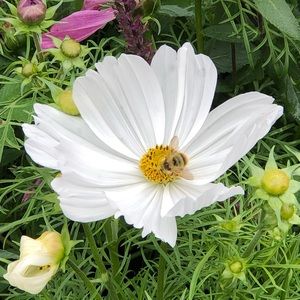 Meet your Posher, Carole